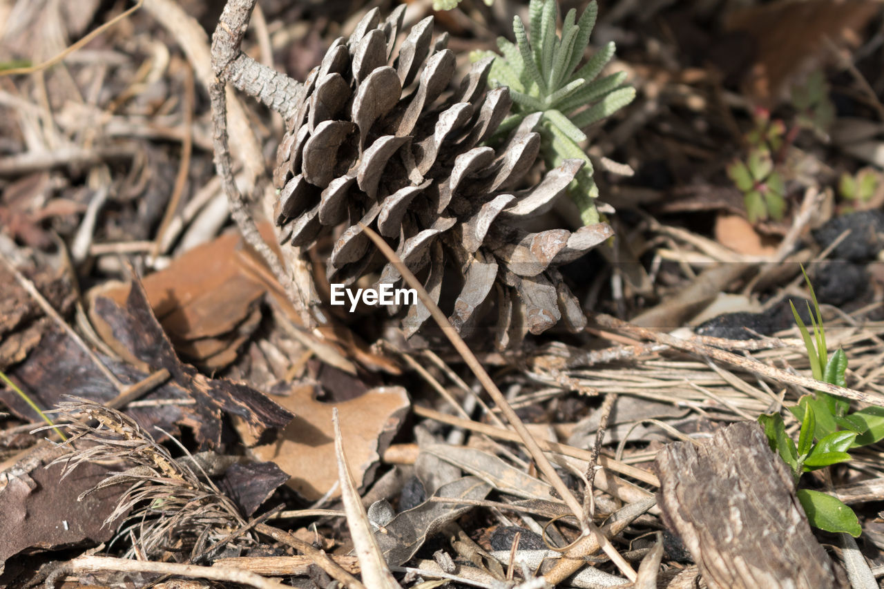 Fallen pine cone on field