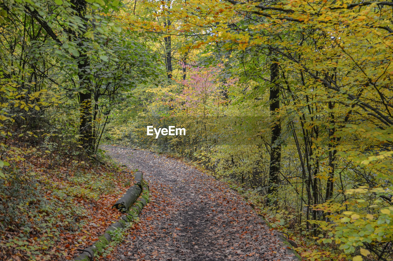 Footpath amidst trees in forest during autumn