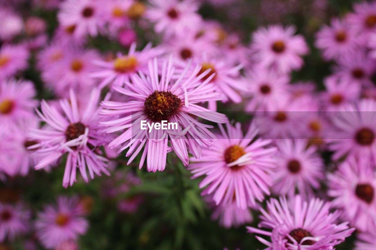 CLOSE-UP OF FRESH PURPLE FLOWERS