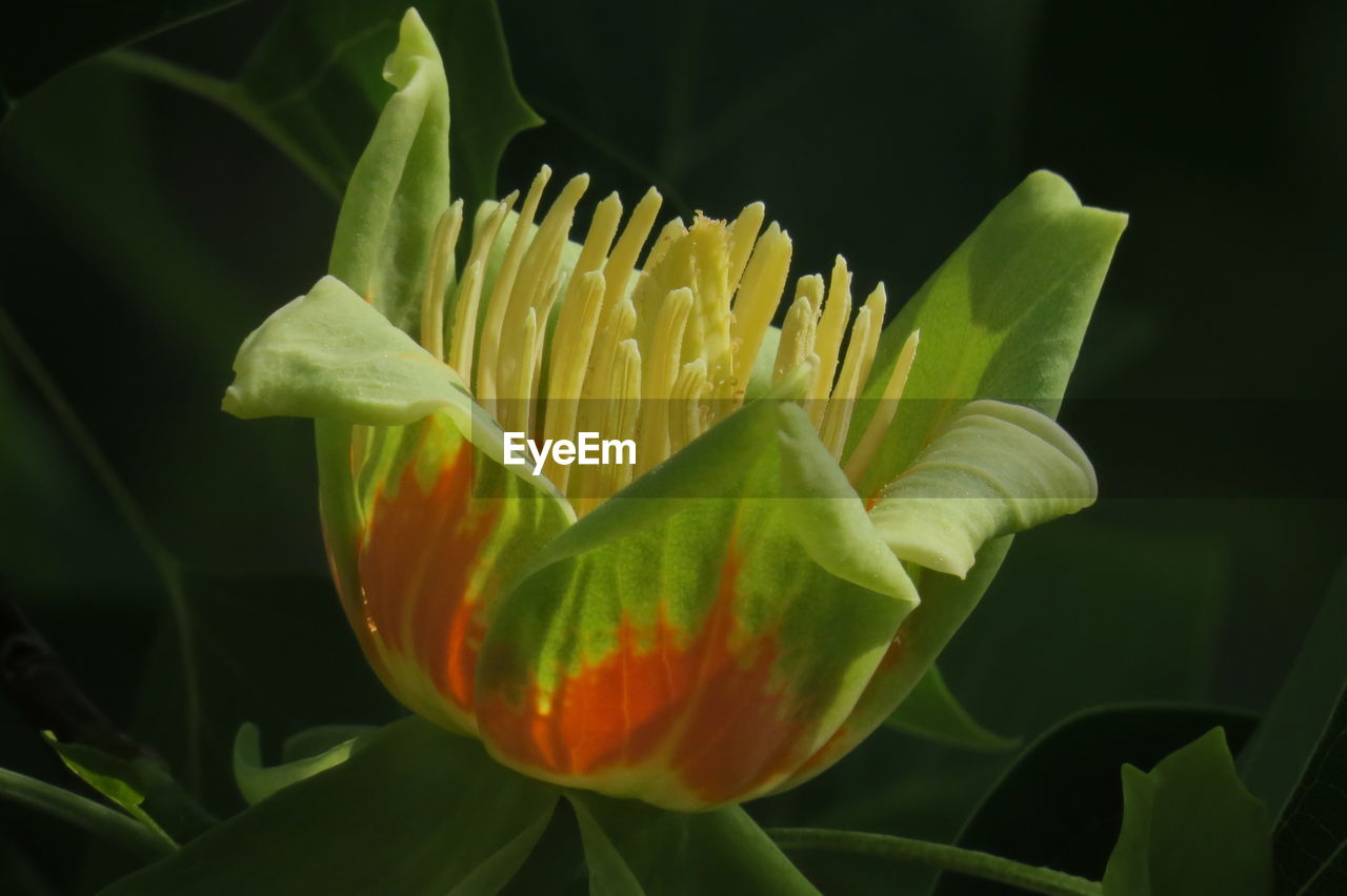 CLOSE-UP OF GREEN PLANT