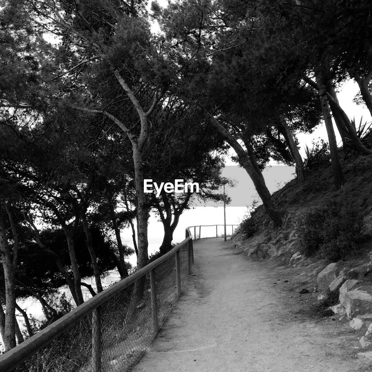 Pathway amidst trees on mountain