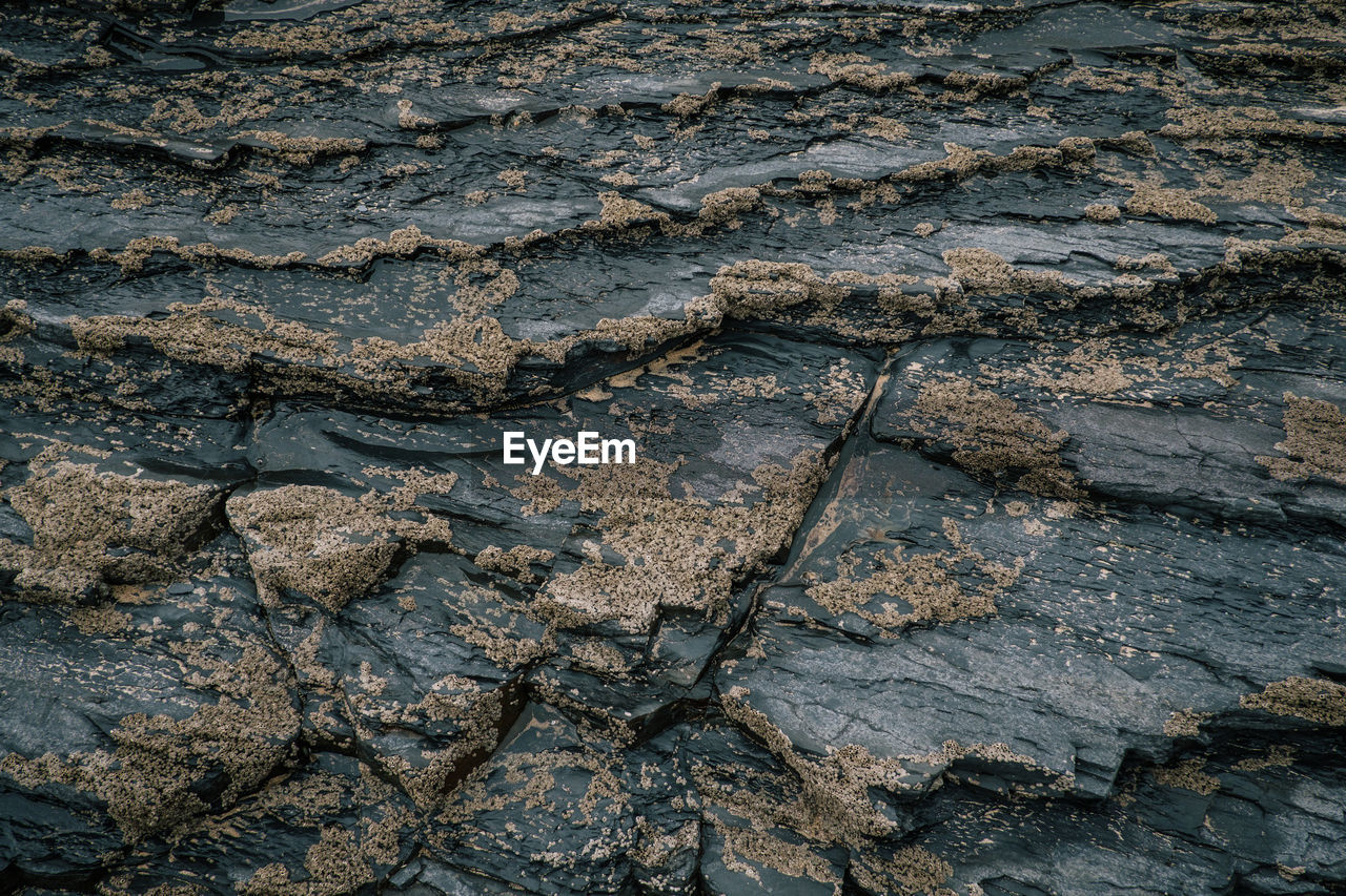 FULL FRAME SHOT OF A TURTLE ON GROUND