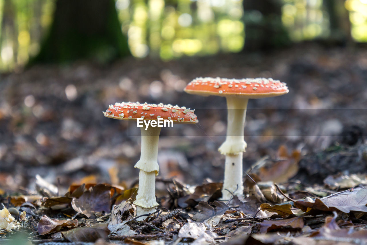 Close-up of mushroom growing in forest