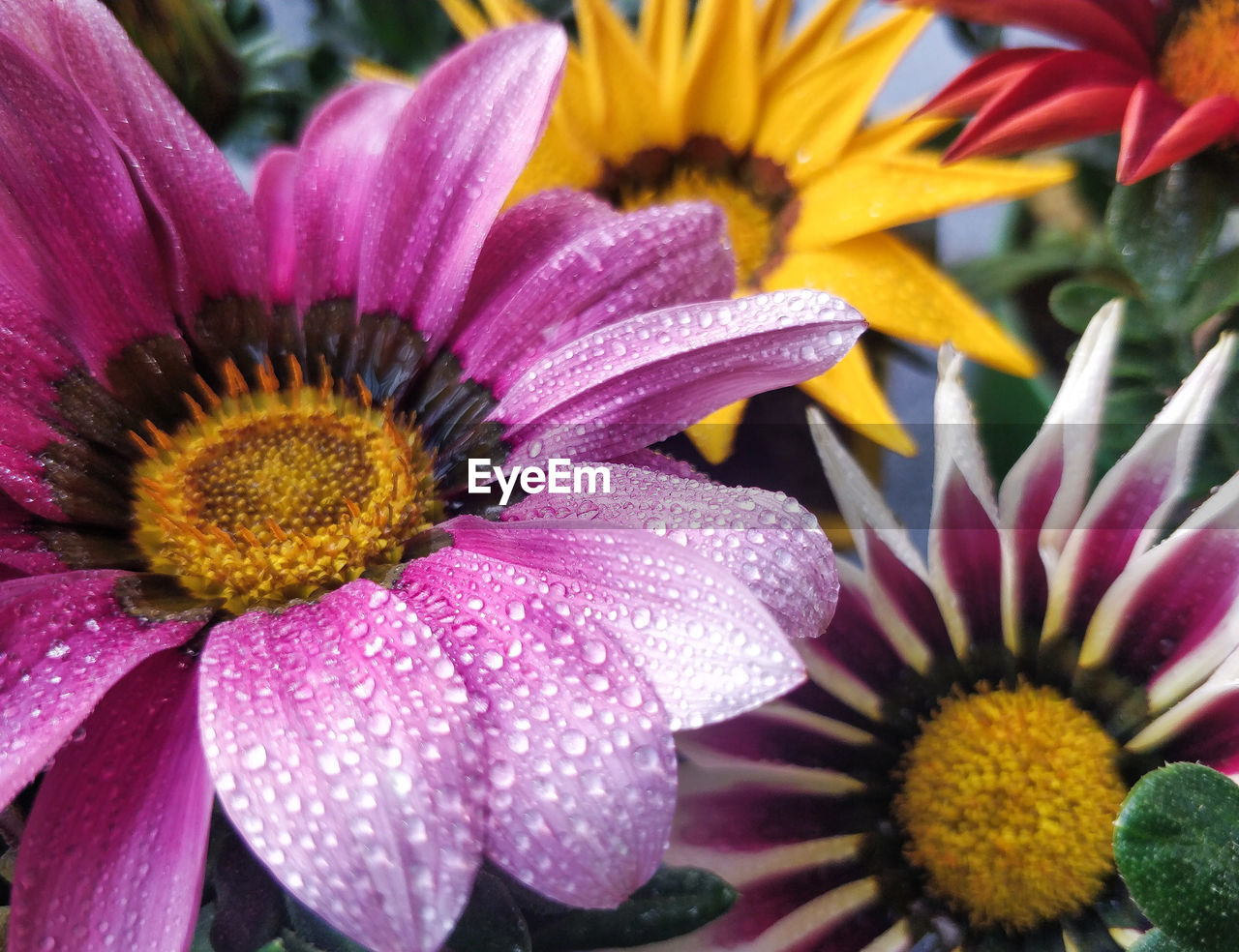 High angle view of wet flowers growing outdoors