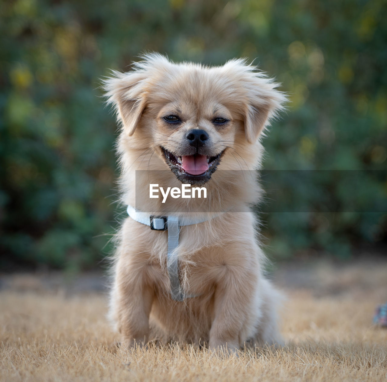 Portrait of dog sticking out tongue on field