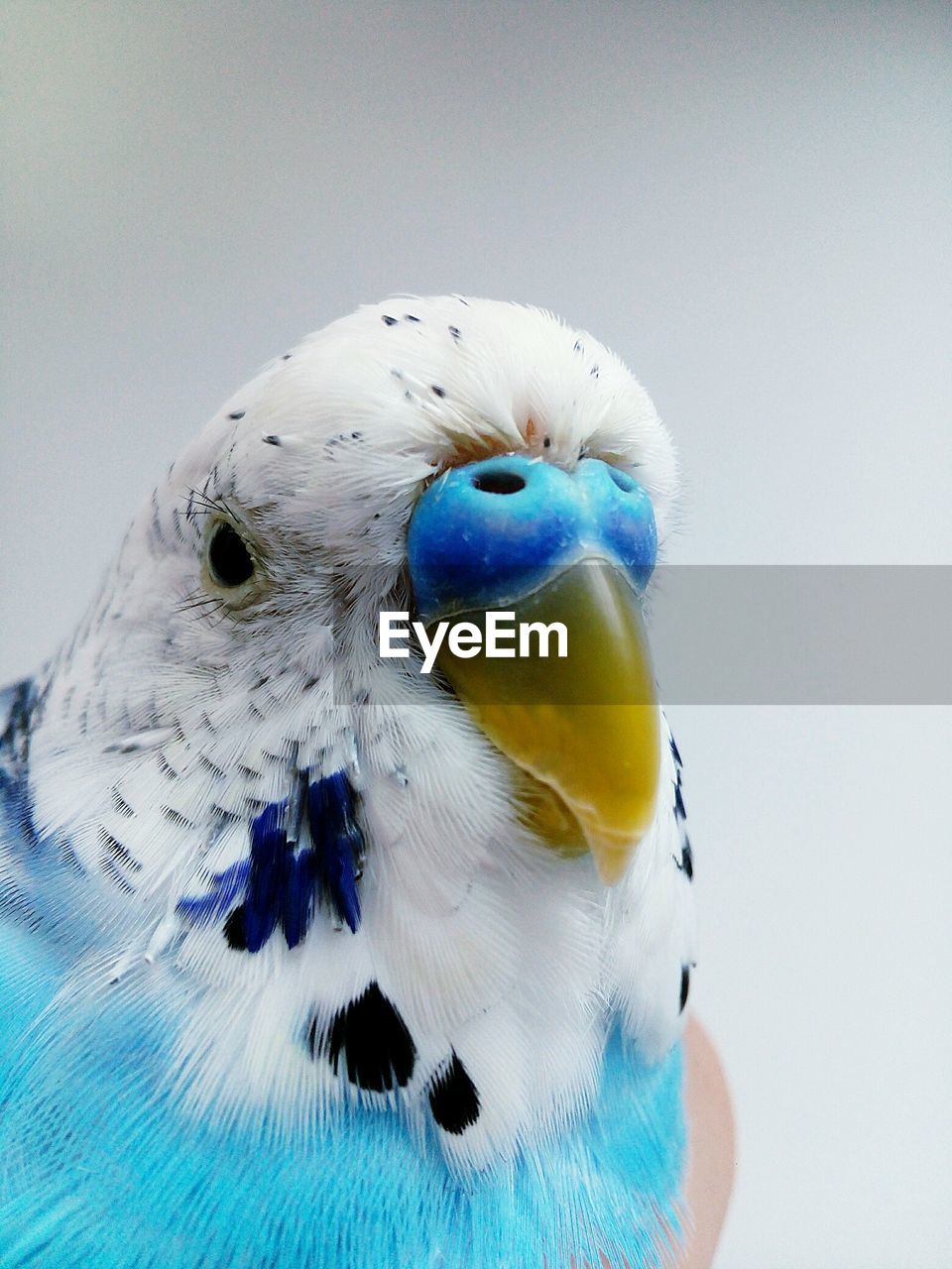 Extreme close-up of blue budgerigar