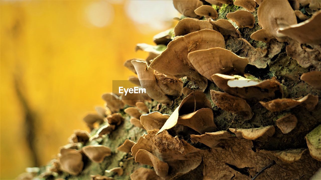 CLOSE-UP OF DRIED LEAVES ON PLANT
