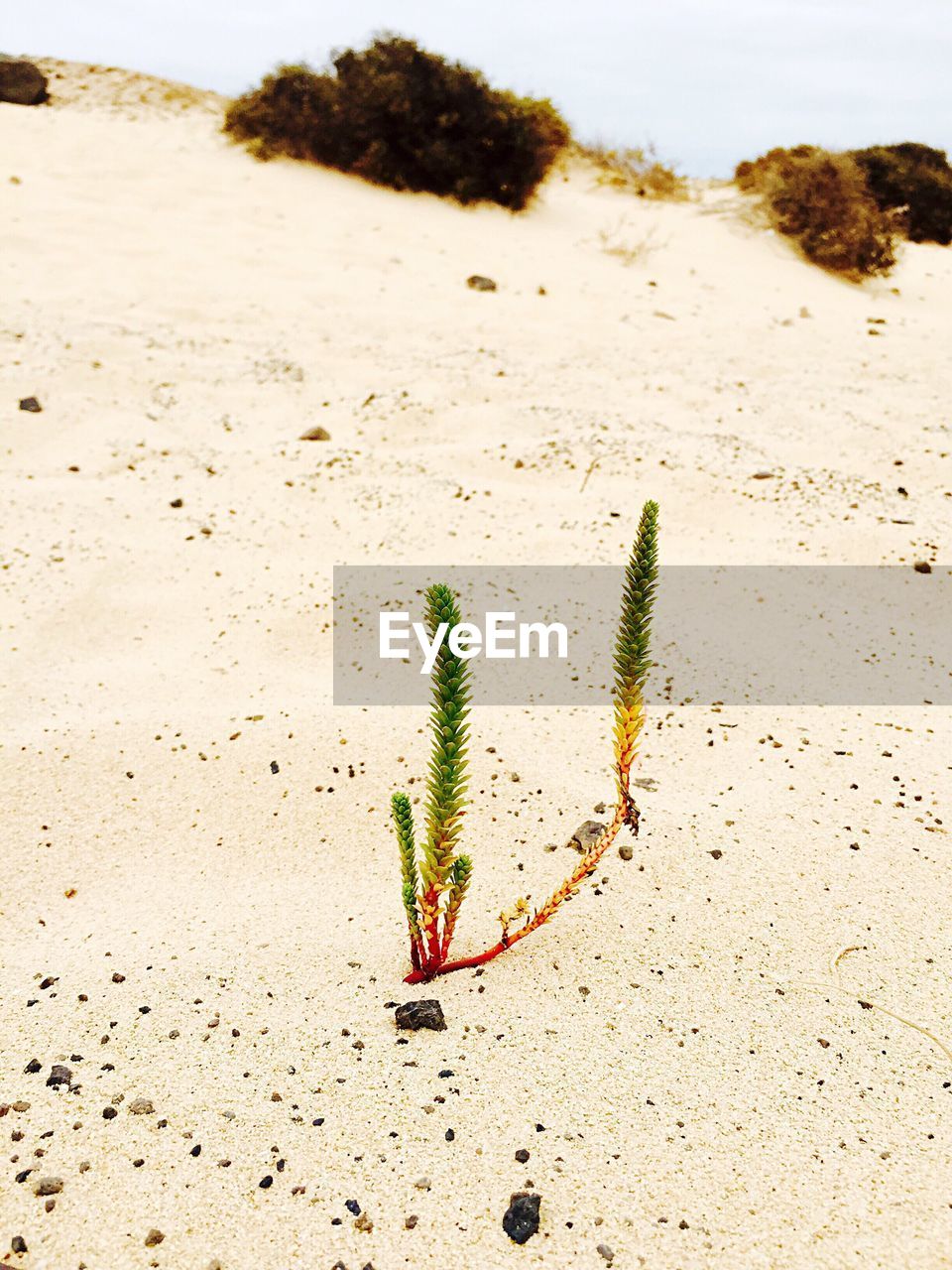 Plant growing on beach