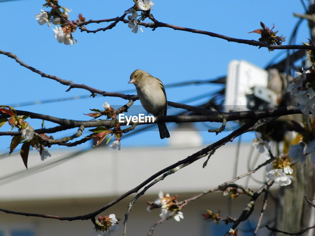 BIRD PERCHING ON A TREE