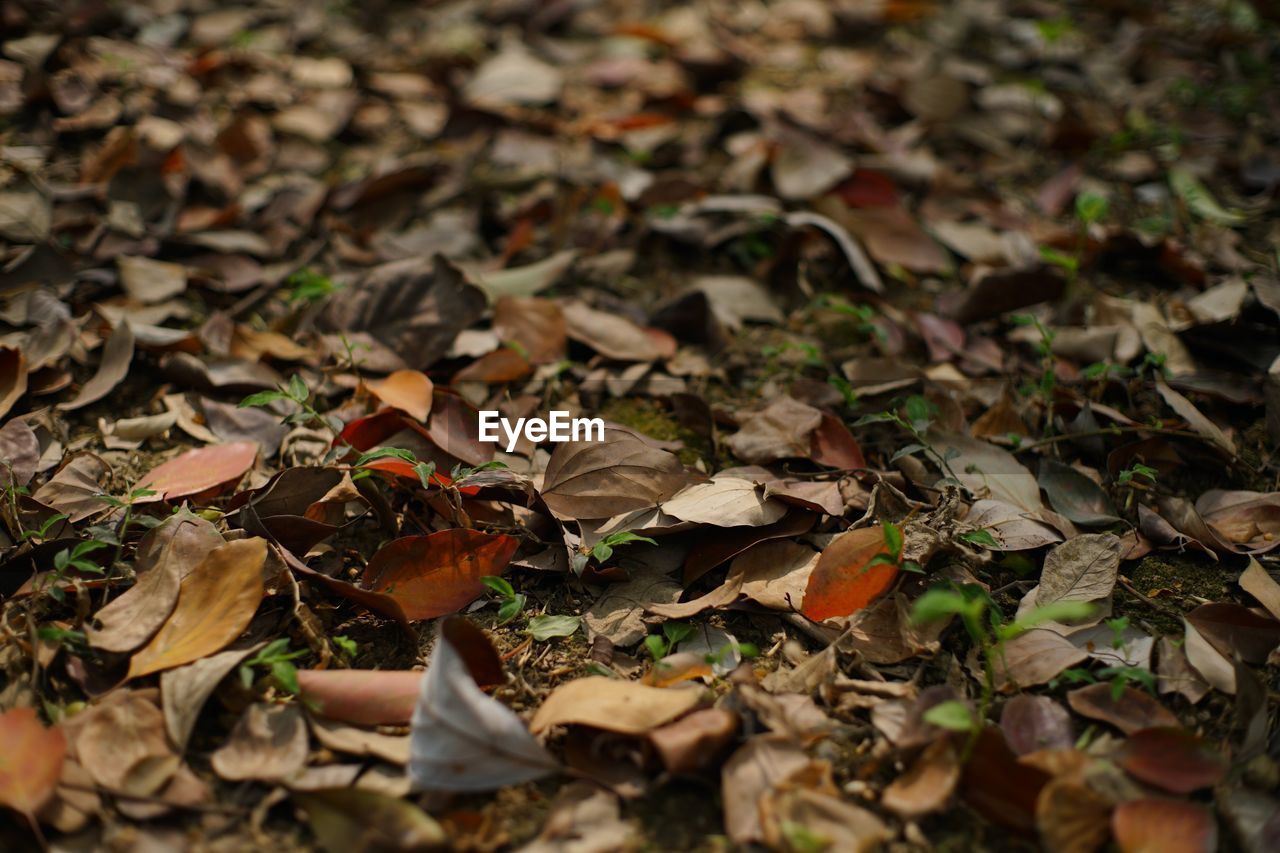 CLOSE-UP OF DRY MAPLE LEAVES ON GROUND