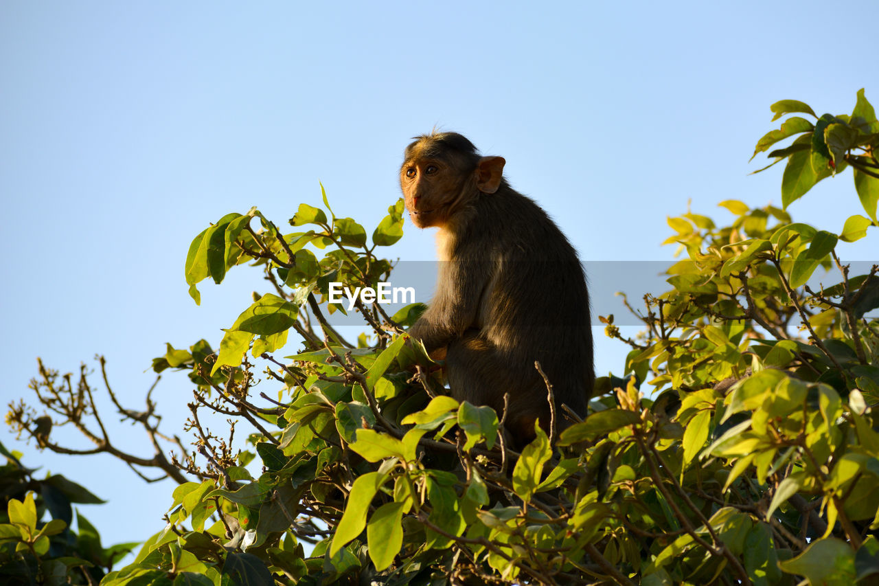 LOW ANGLE VIEW OF A MONKEY ON TREE