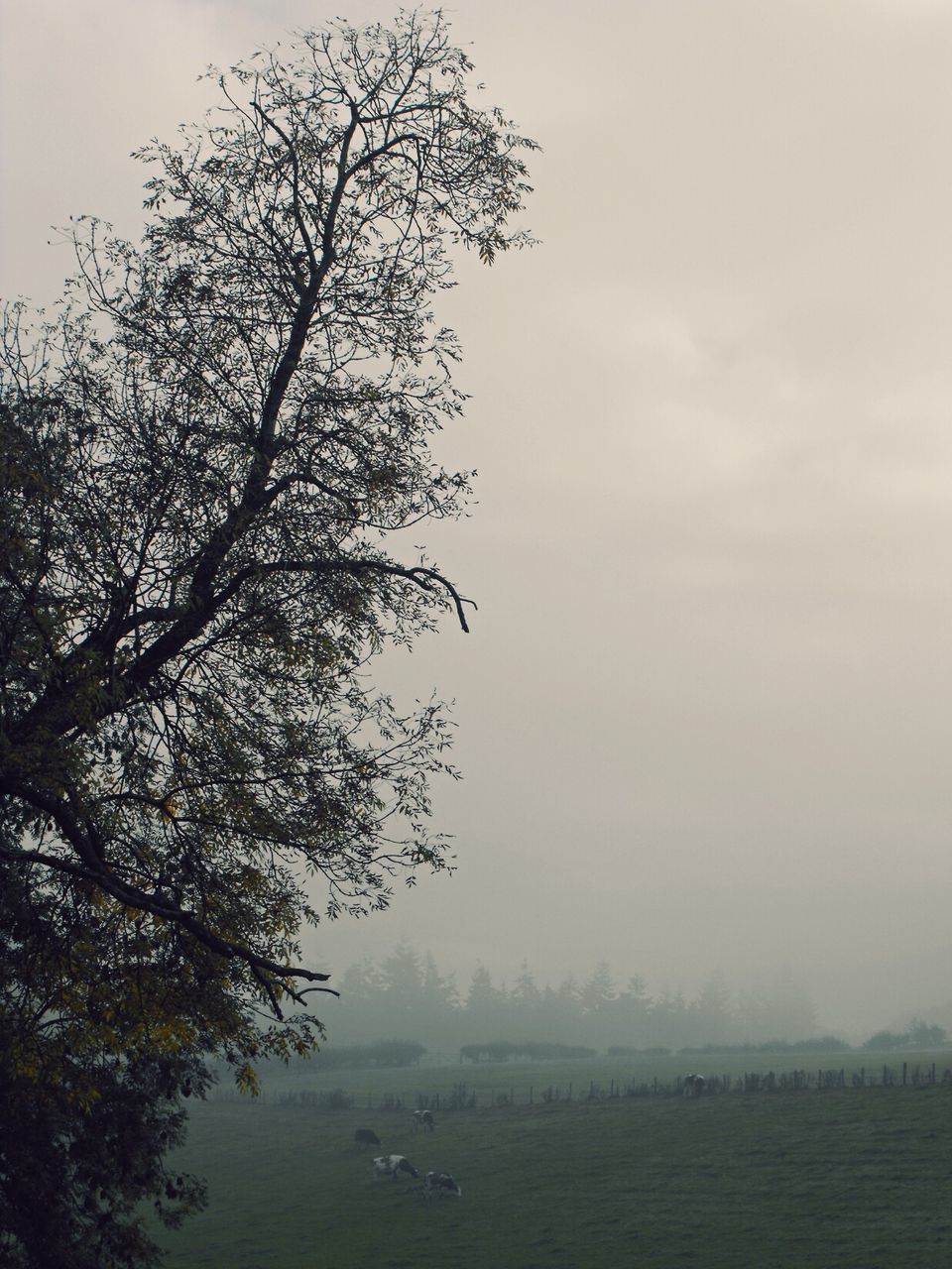 TREES ON FIELD