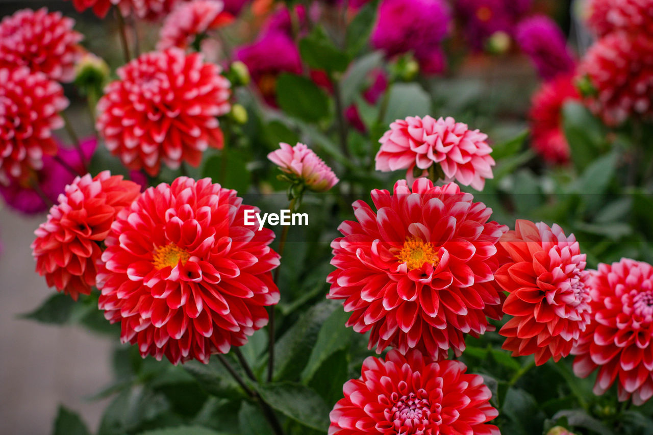 Close-up of red flower