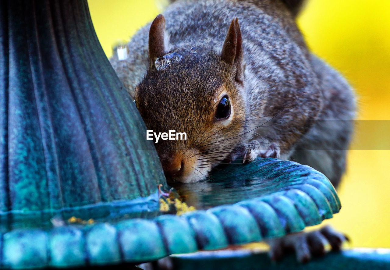 CLOSE-UP OF SQUIRREL IN A HORSE