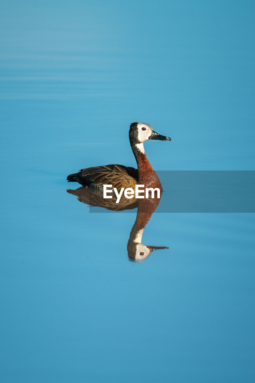 BIRD SWIMMING IN LAKE