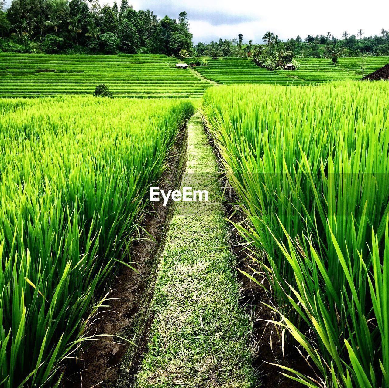 Scenic view of rice field against sky