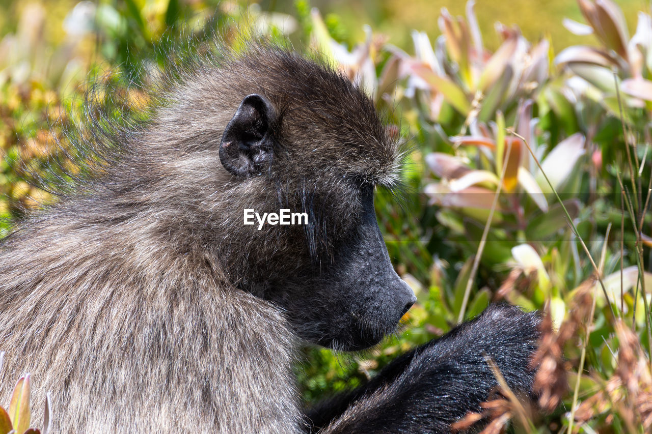 Chacma baboon foraging among the western cape fynbos