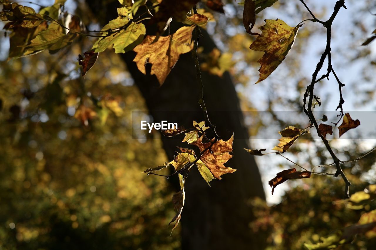 CLOSE-UP OF DRIED LEAVES ON TREE