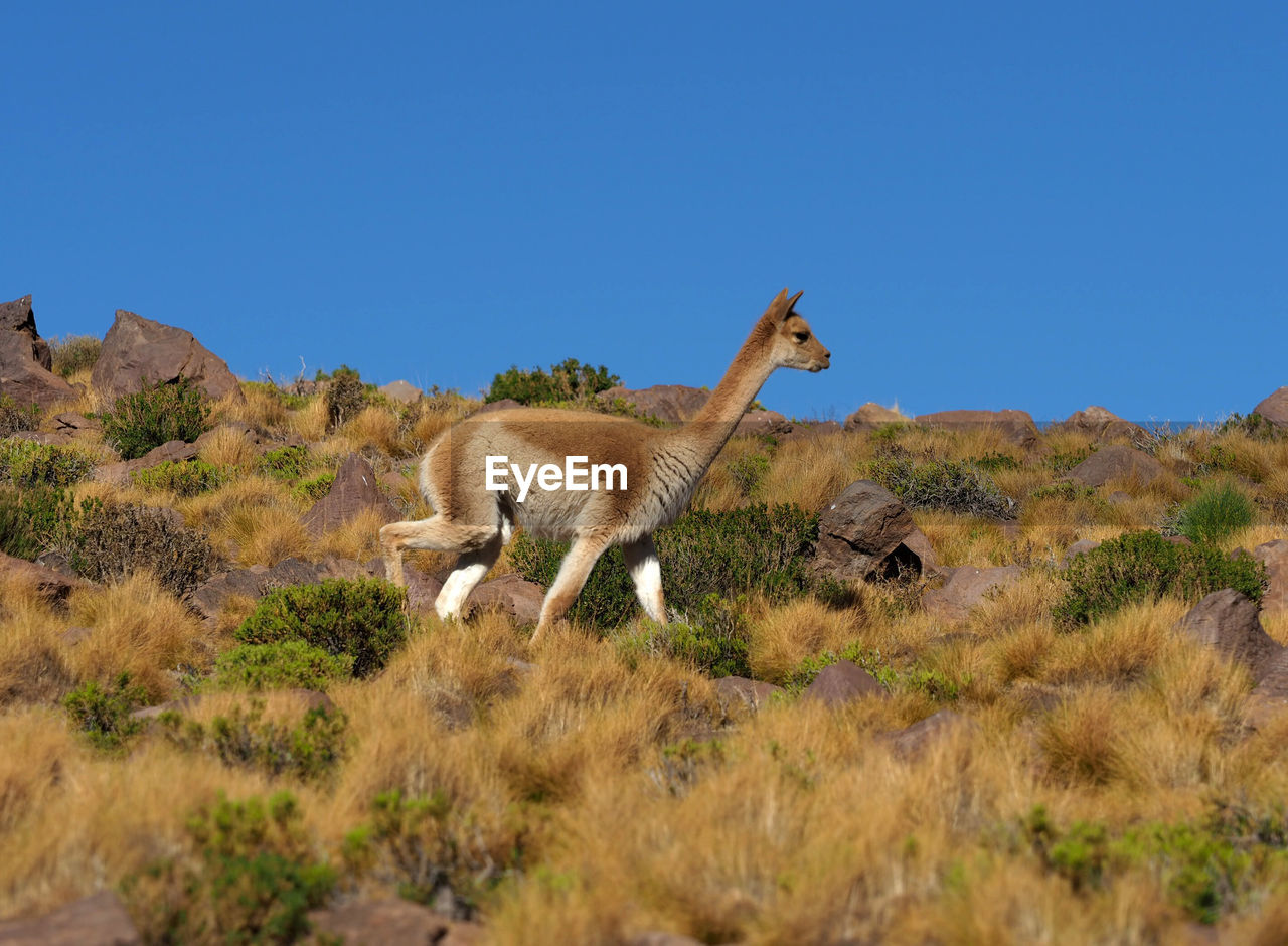 VIEW OF SHEEP ON LANDSCAPE