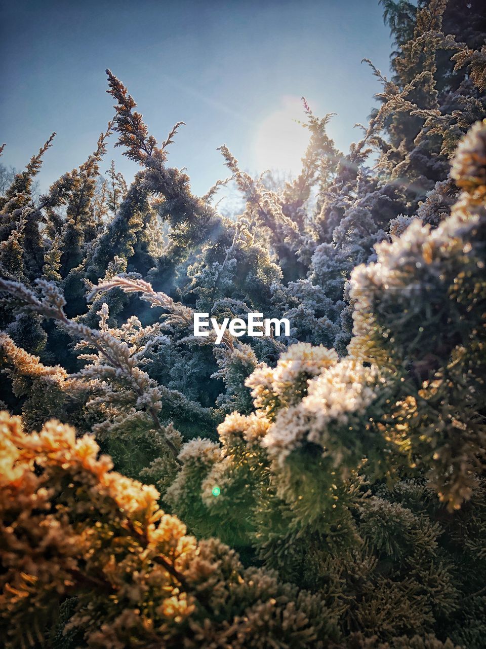 Close-up of pine tree in forest during winter