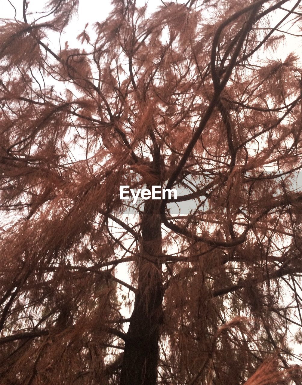 LOW ANGLE VIEW OF TREES AGAINST SKY