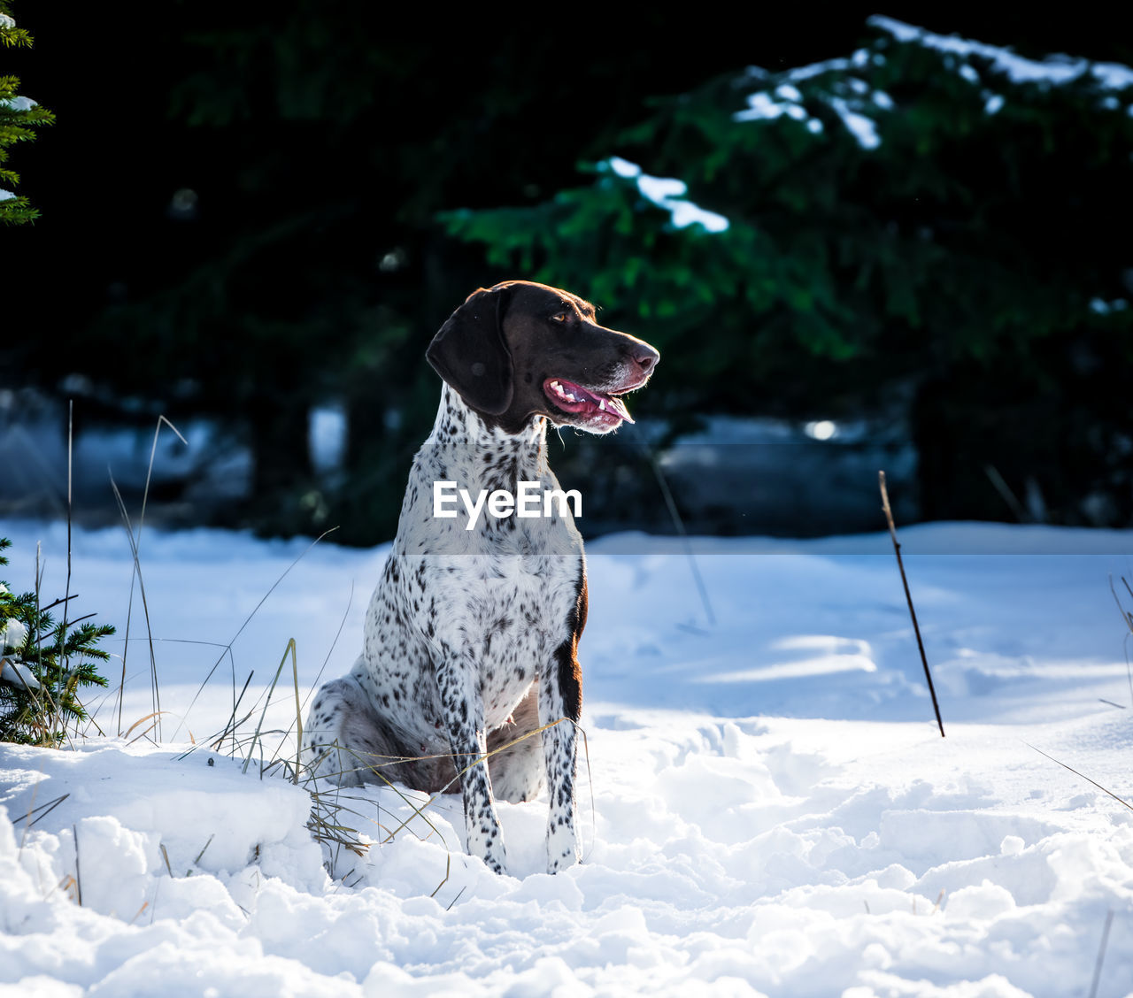 Dog looking away on snow covered land