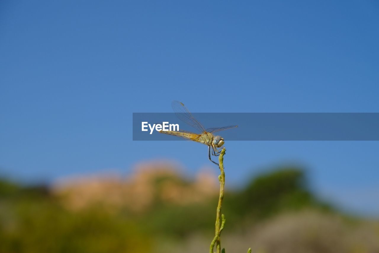 CLOSE-UP OF DAMSELFLY ON BLUE