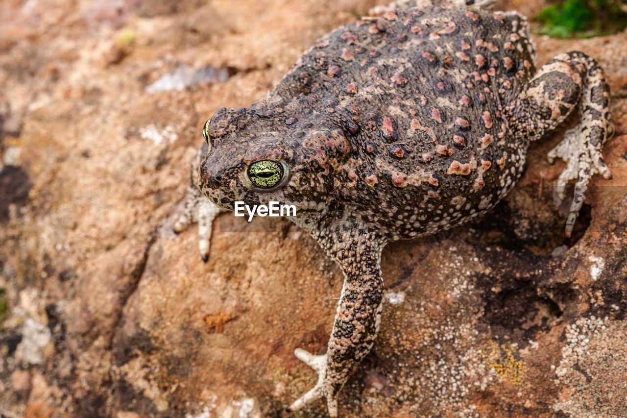 Close-up of frog on rock