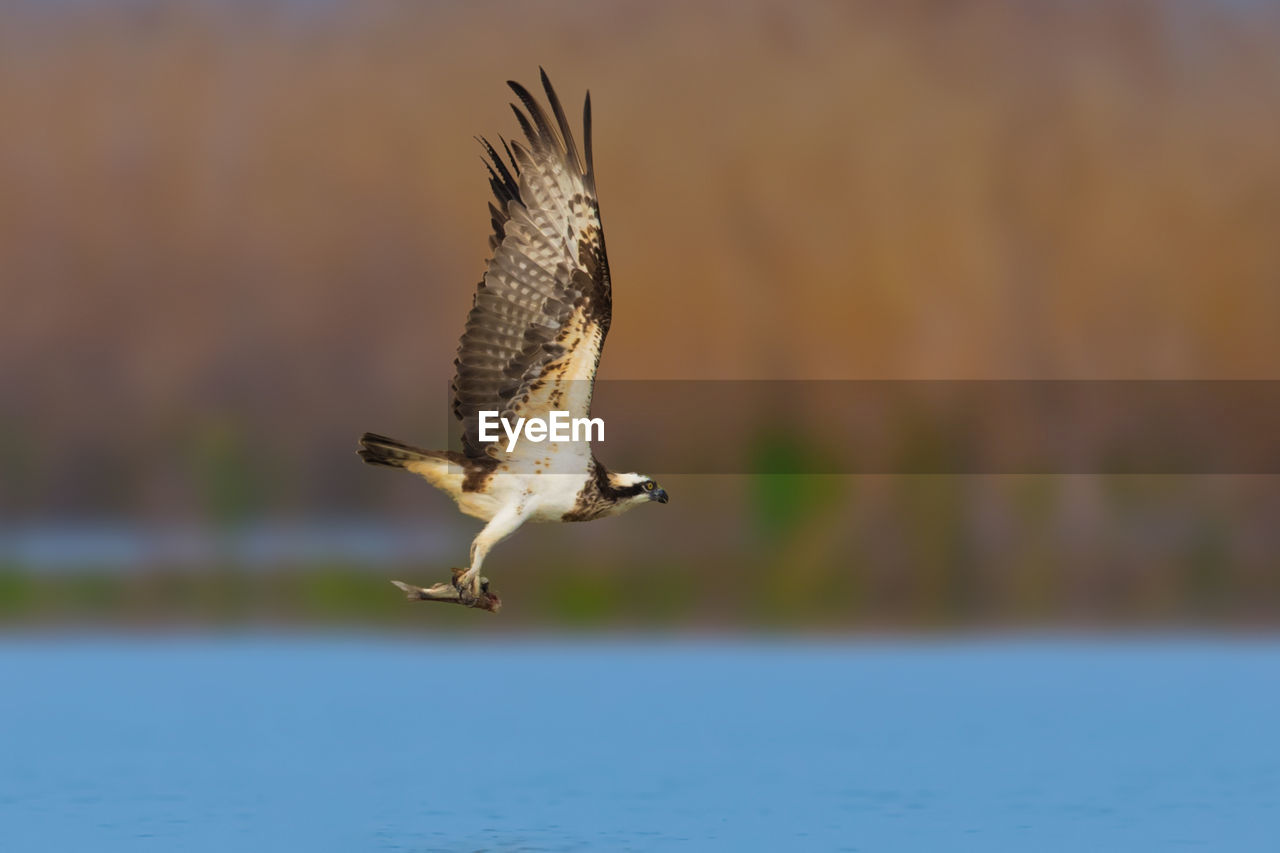 animal themes, animal wildlife, animal, wildlife, bird, one animal, flying, spread wings, bird of prey, water, nature, no people, mid-air, focus on foreground, beak, sky, falcon, motion, animal body part, lake, outdoors, beauty in nature, day, hawk, full length, wing