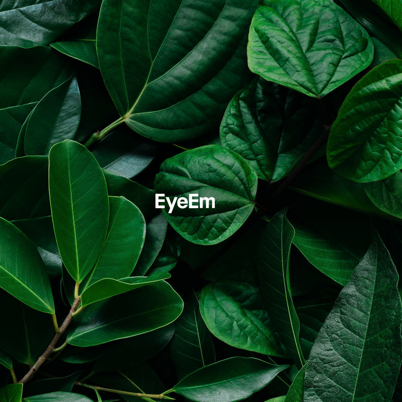 Full frame shot of green leaves