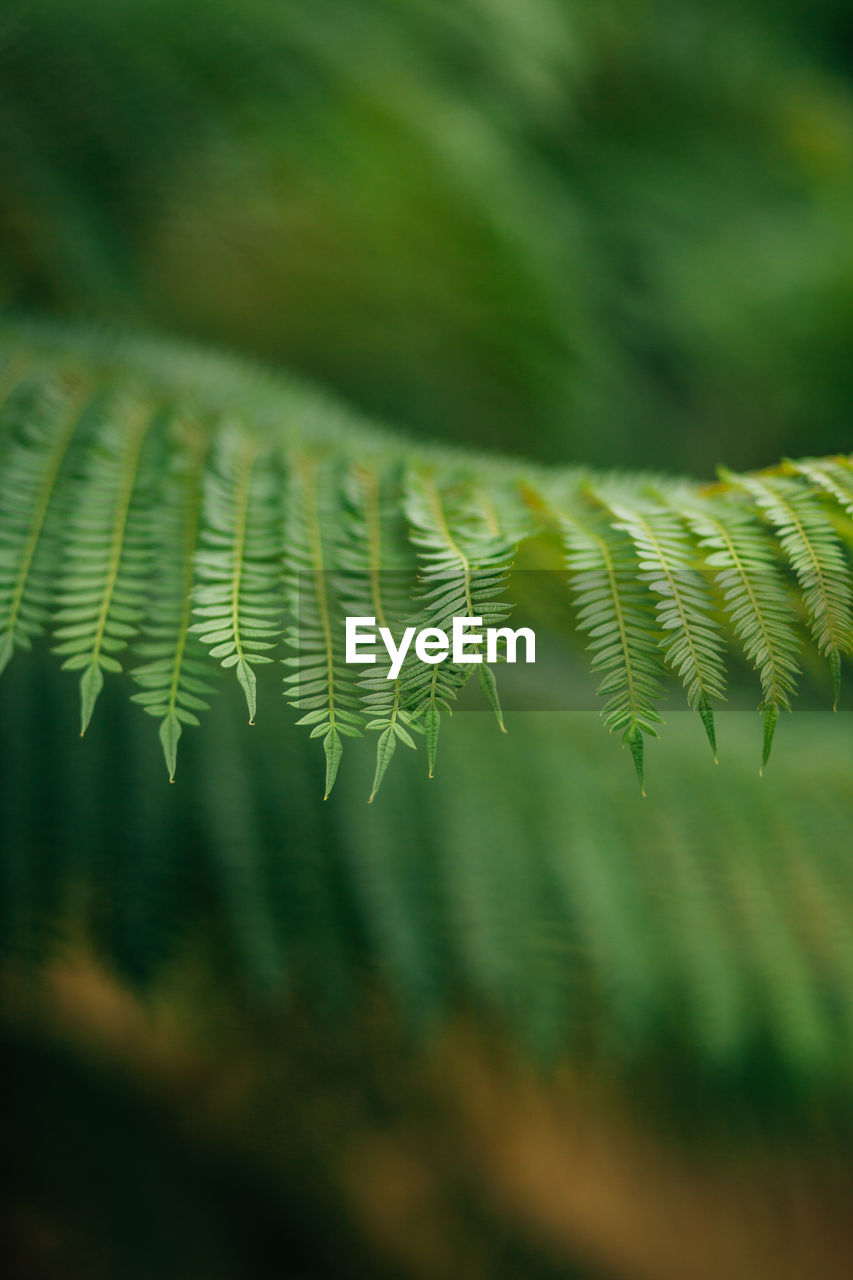 Close-up of fern leaves