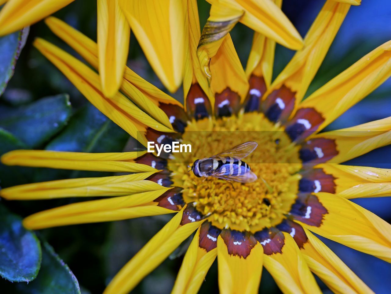 Close-up of honey bee on yellow flower