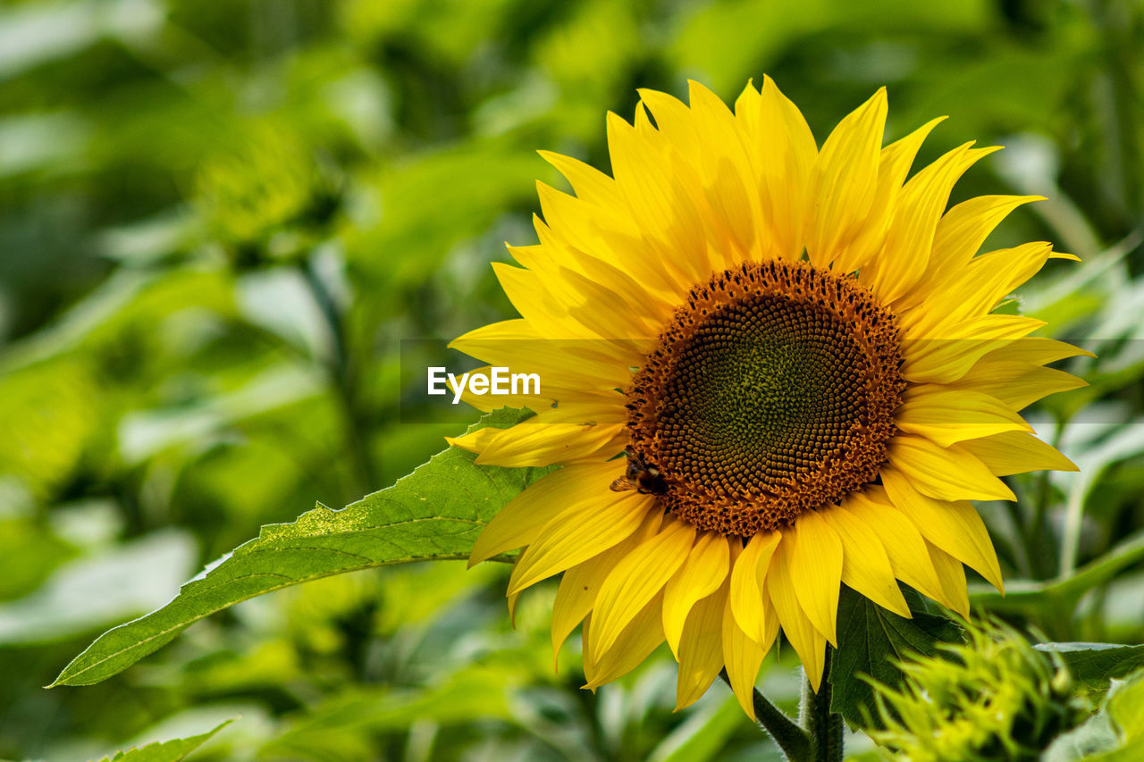 Close-up of yellow sunflower