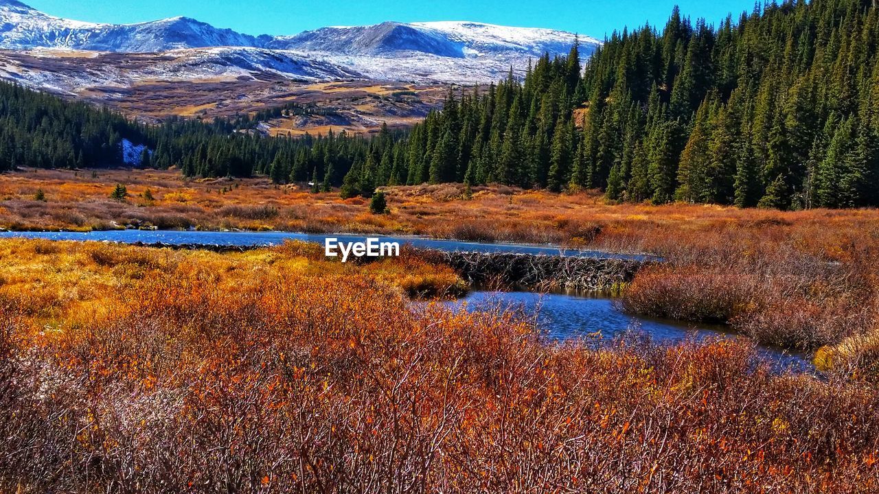 SCENIC VIEW OF FOREST IN AUTUMN