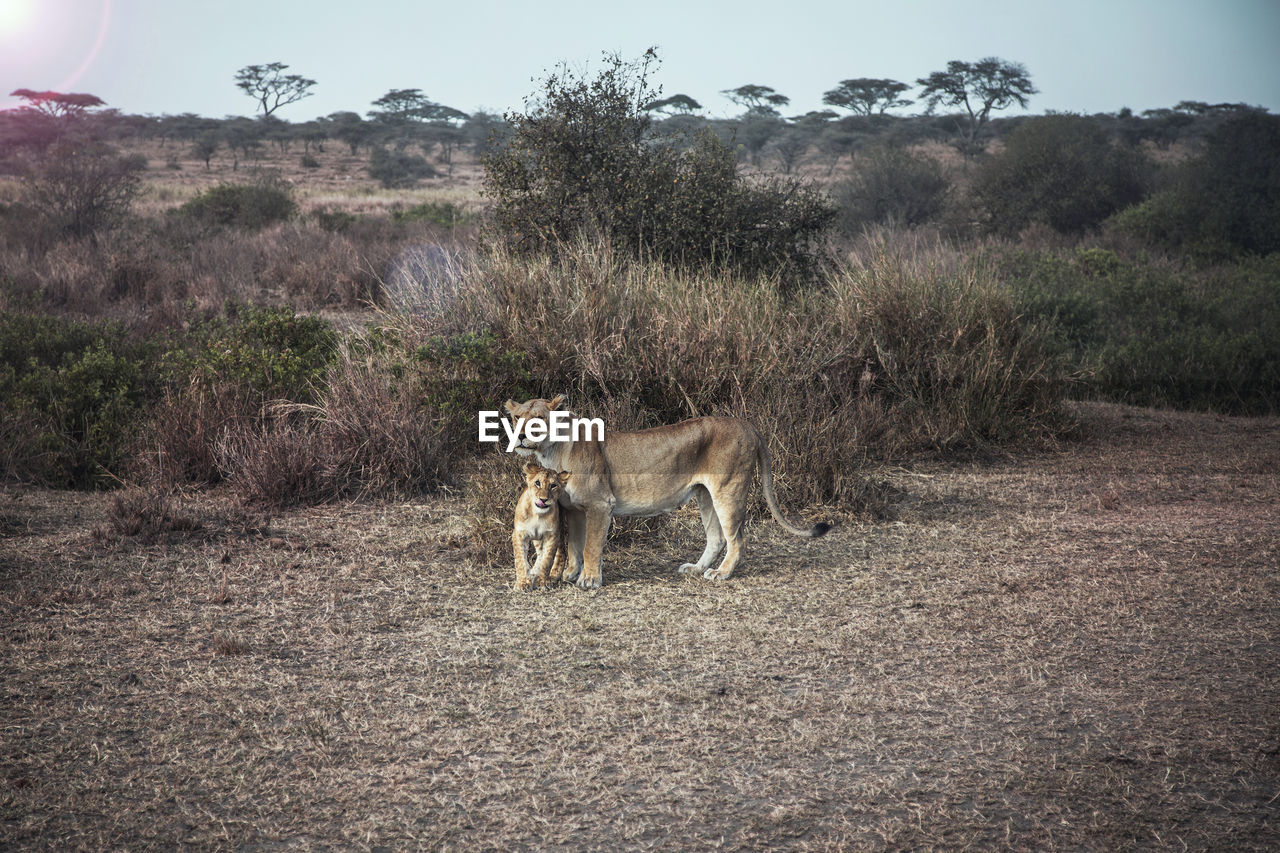 Lioness with cub standing outdoors