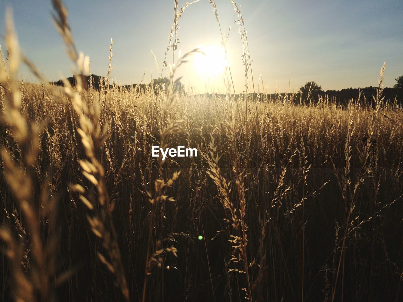 Scenic view of field against sky during sunset