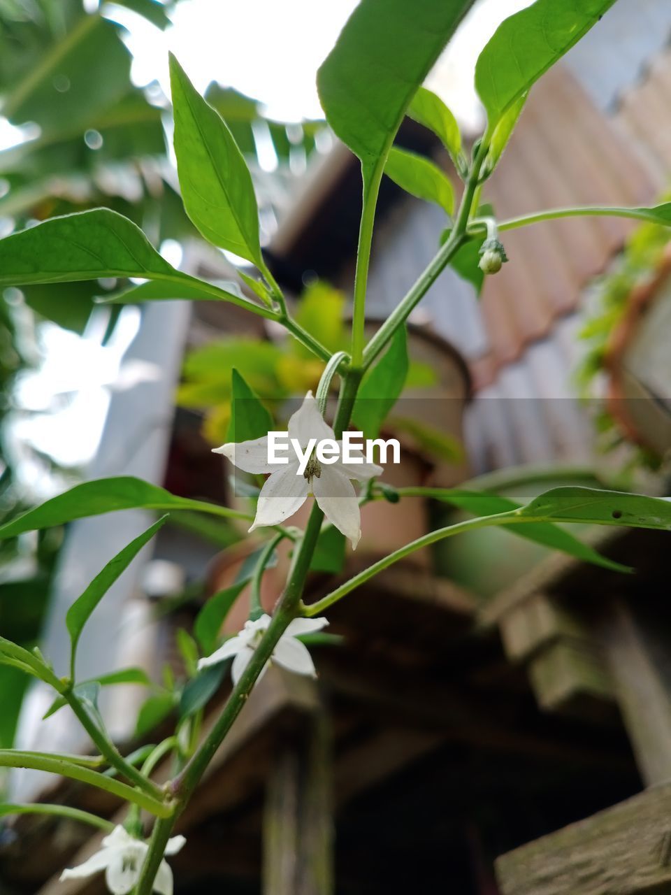 CLOSE-UP OF WHITE FLOWERING PLANT WITH LEAF
