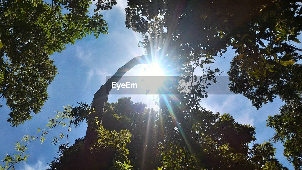 Sun shining through trees