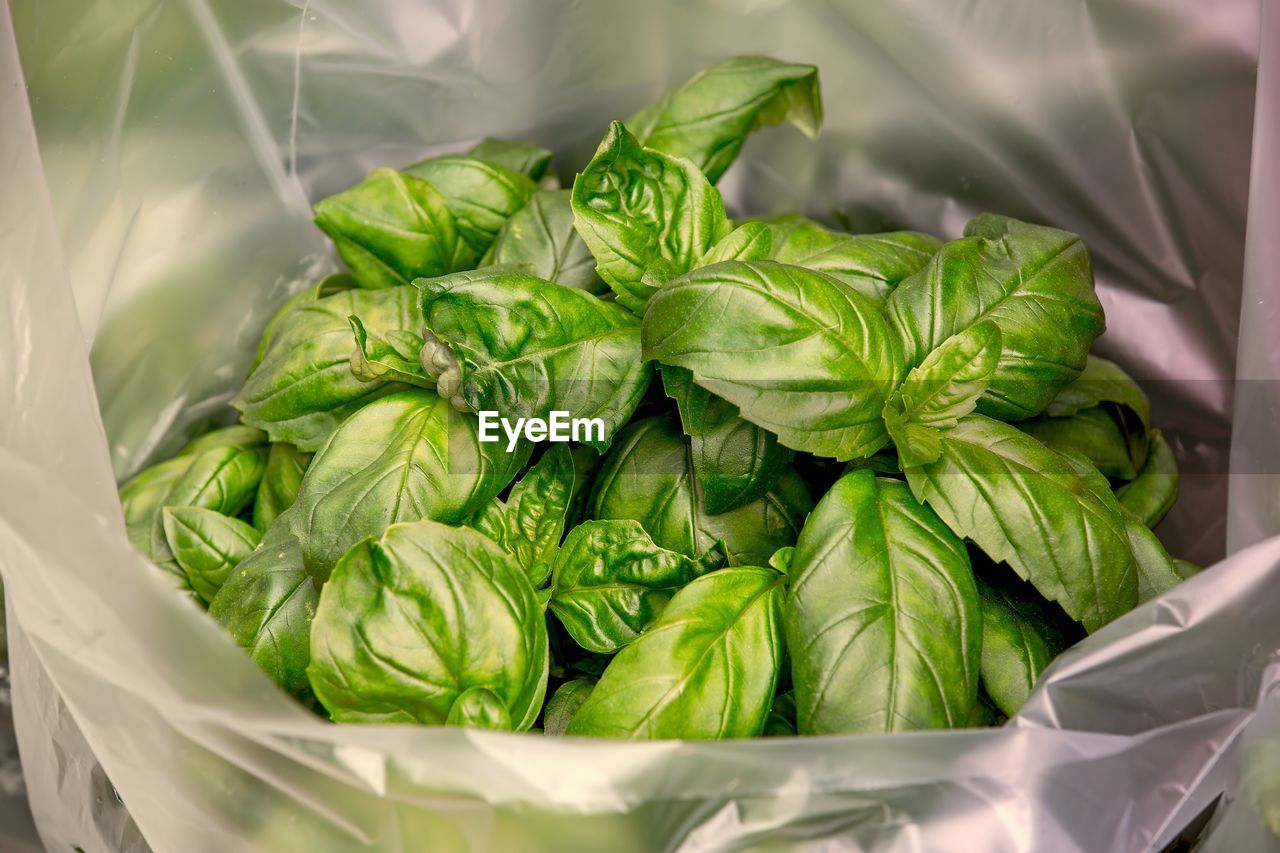 food, food and drink, produce, green, healthy eating, leaf, vegetable, wellbeing, freshness, plant part, basil, no people, herb, nature, indoors, container, plant, close-up