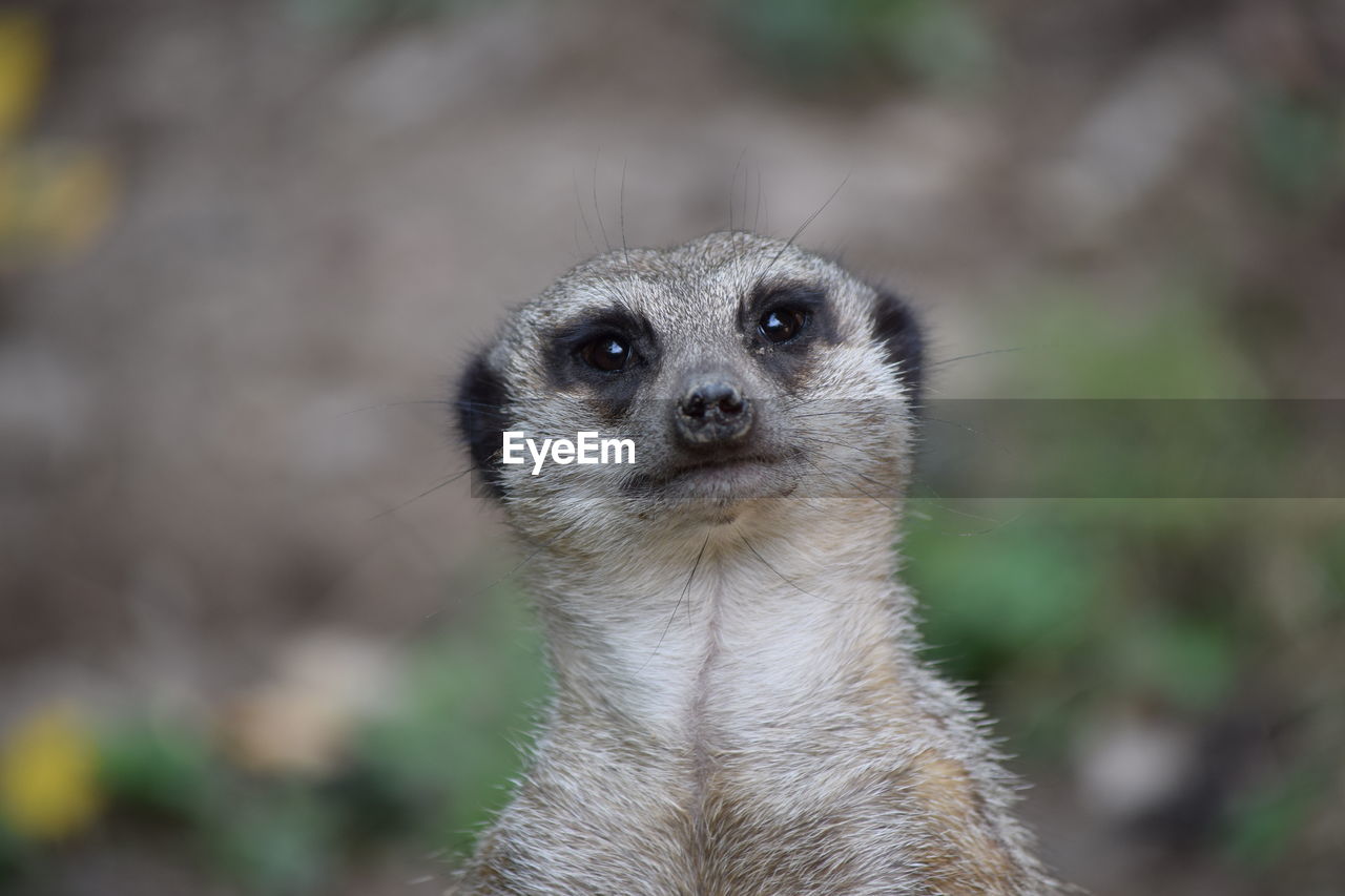 Close-up portrait of meerkat