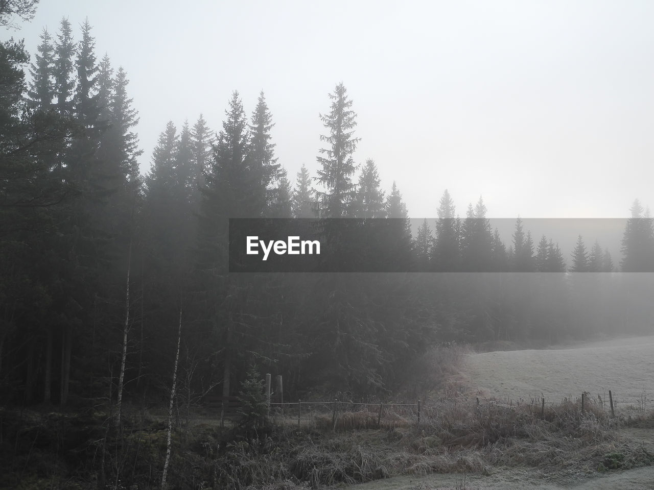 TREES ON LANDSCAPE AGAINST FOG