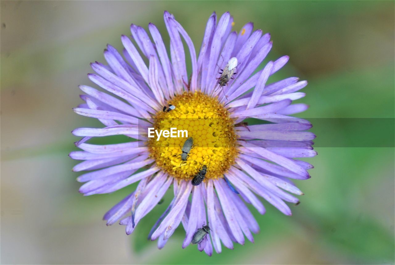 CLOSE-UP OF PURPLE CONEFLOWER