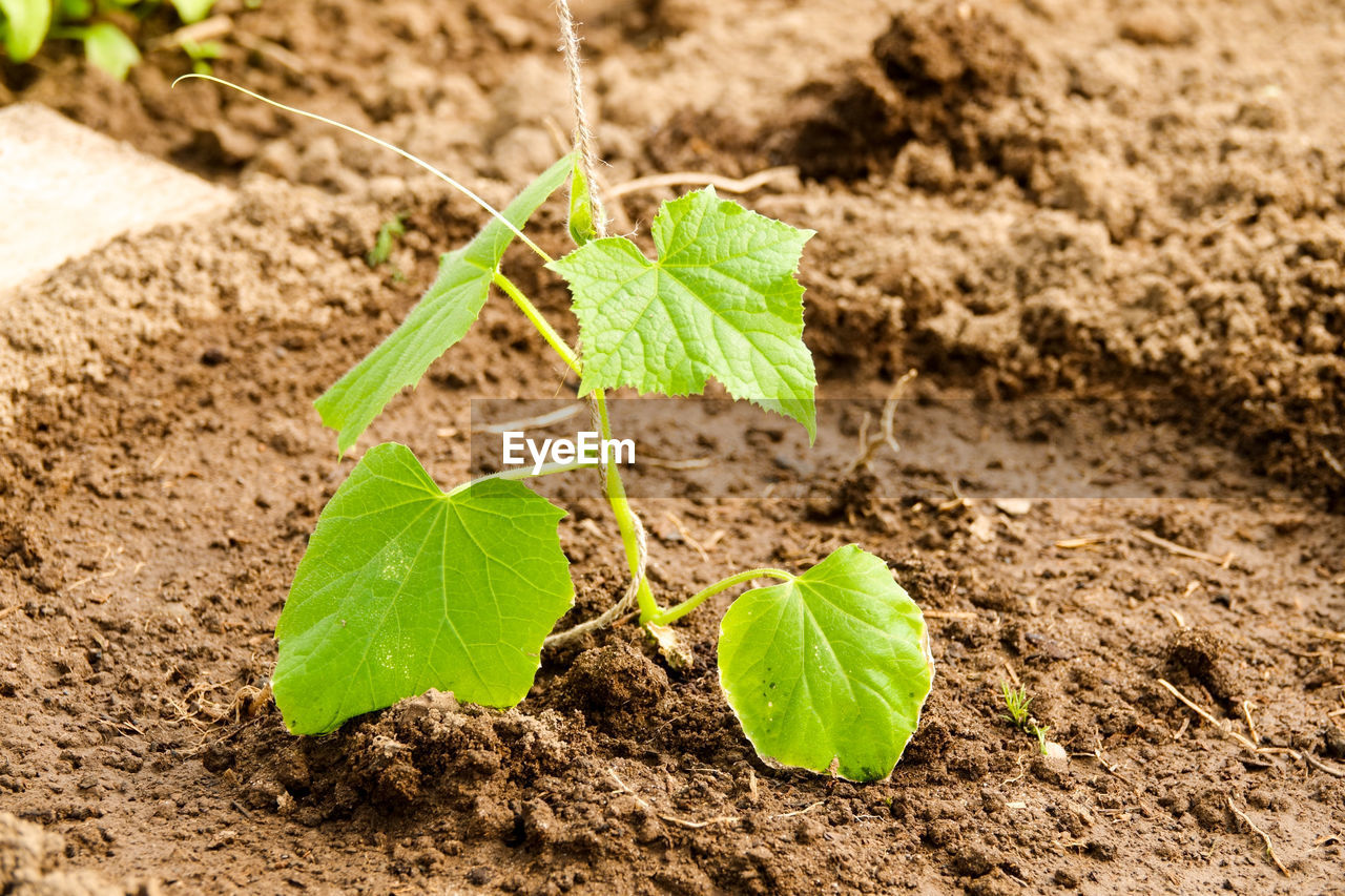 CLOSE-UP OF GREEN PLANT