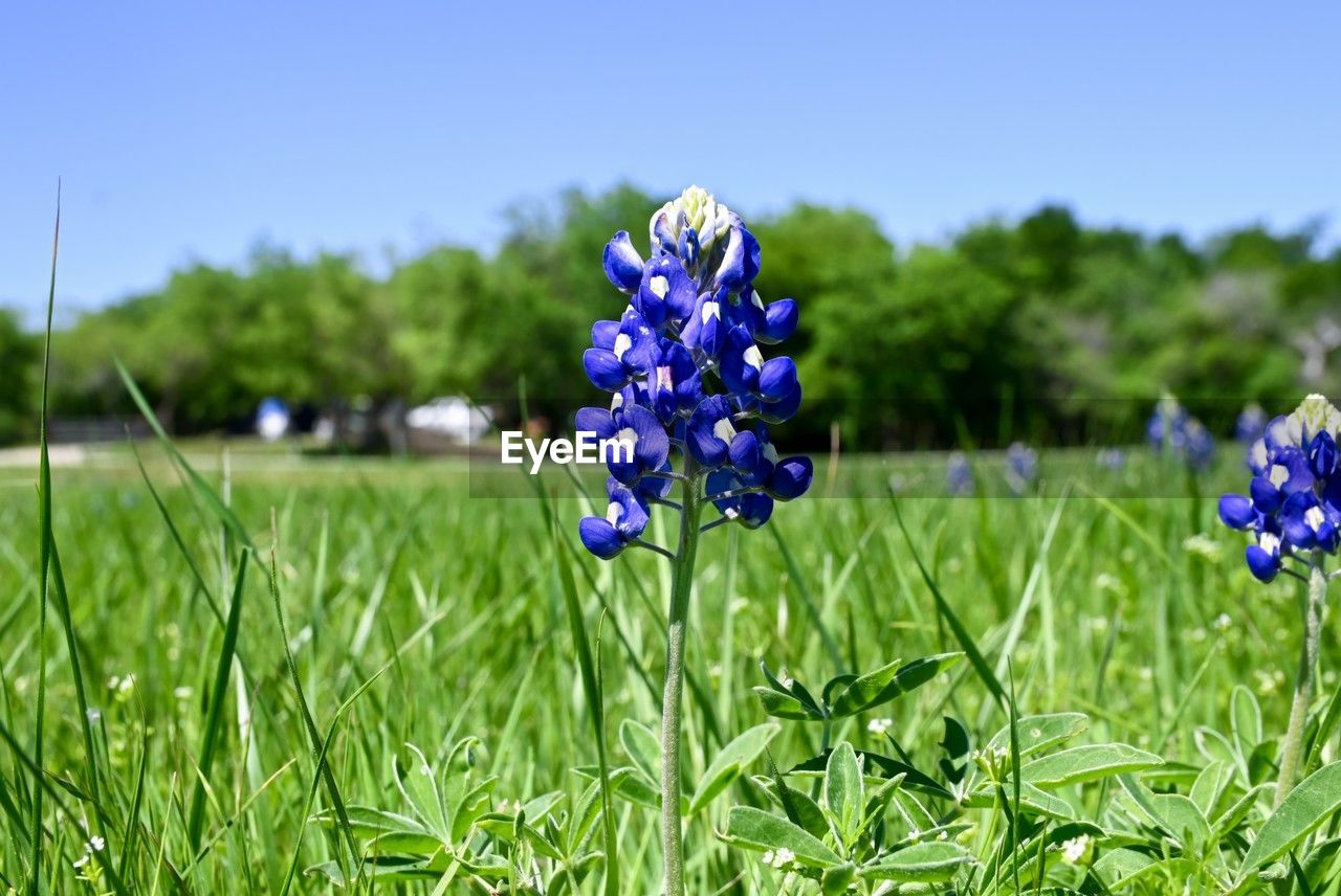 plant, flowering plant, flower, beauty in nature, freshness, blue, nature, fragility, purple, field, grass, growth, meadow, sky, focus on foreground, green, close-up, flower head, springtime, inflorescence, no people, day, land, petal, outdoors, lawn, botany, blossom, clear sky, landscape, wildflower, environment, plain, prairie, sunlight, summer