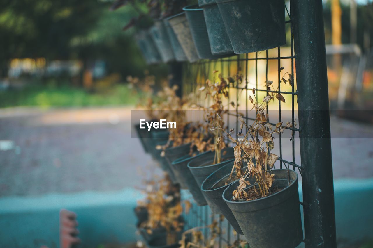 Close-up of wilted plants in flower pots hanging outdoors