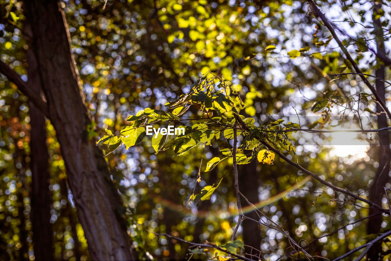 Low angle view of yellow leaves on tree