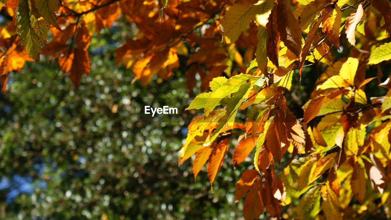 Close-up of leaves on branch