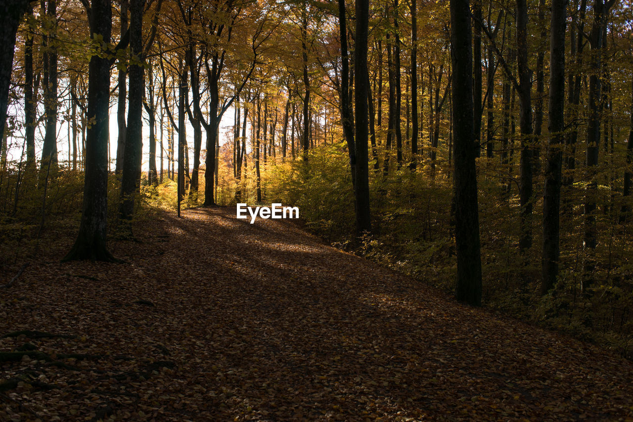 Trees in forest