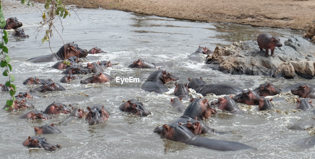 High angle view of hippopotamus in river