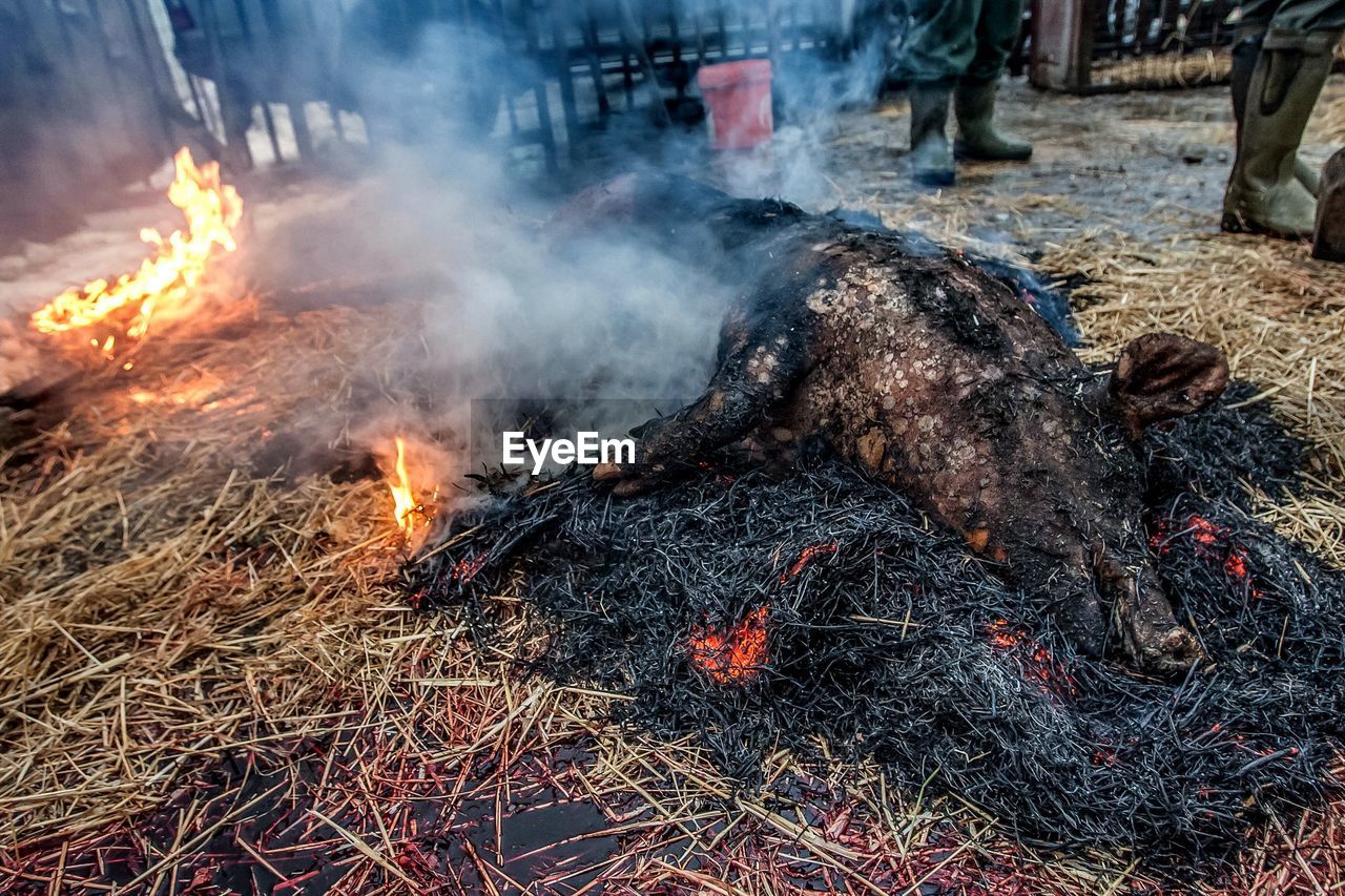 High angle view of pig roasting on field